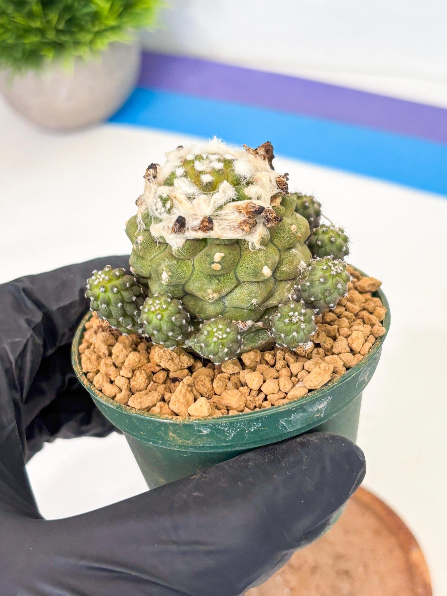 Copiapoa hypogaea (P) | Fully Rooted | Rare imported Cactus