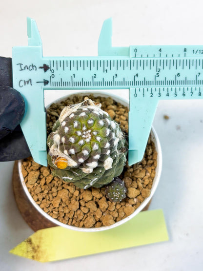 Copiapoa hypogaea (Yellow) | Fully Rooted | Rare imported Cactus