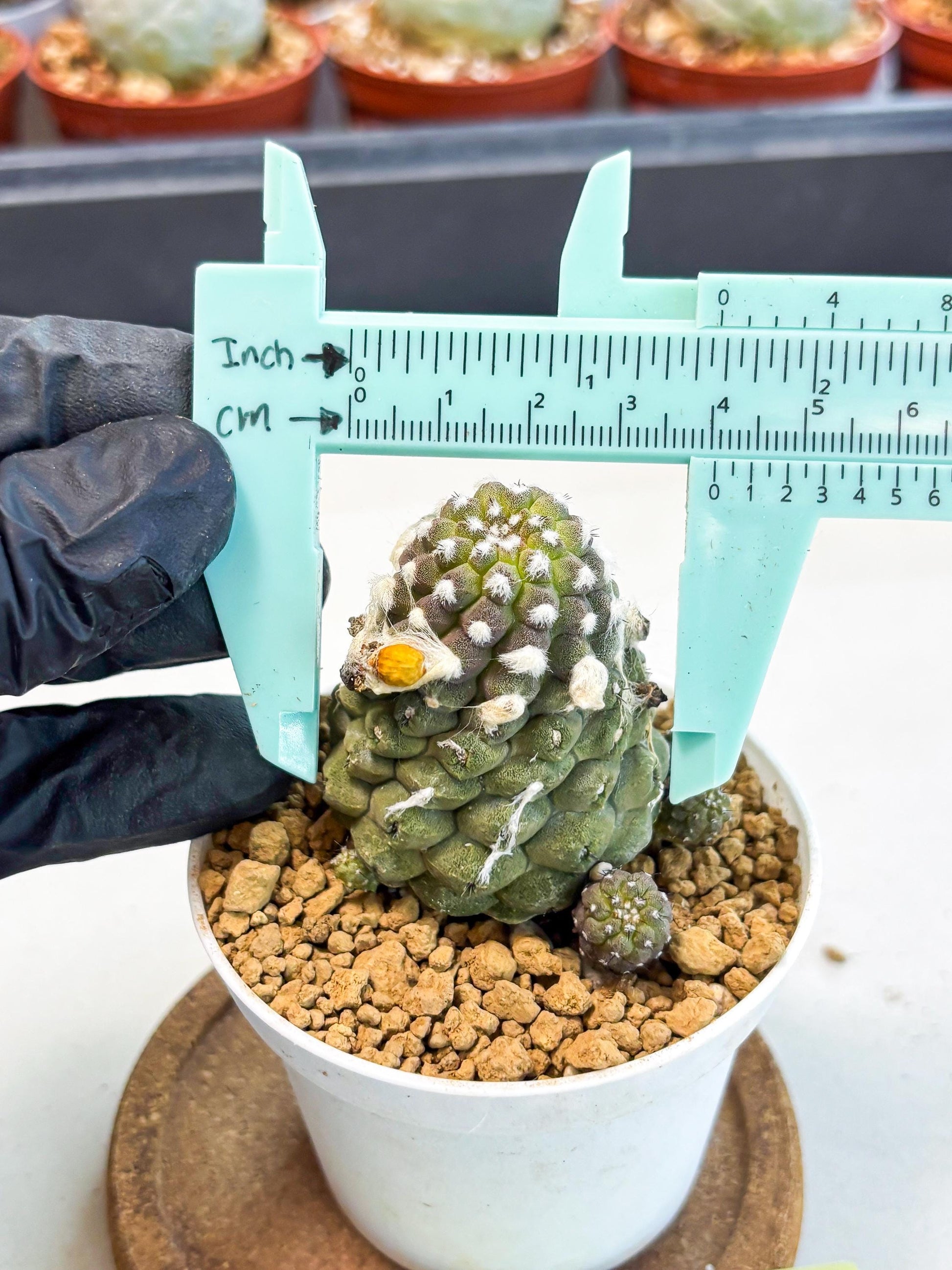 Copiapoa hypogaea (Yellow) | Fully Rooted | Rare imported Cactus
