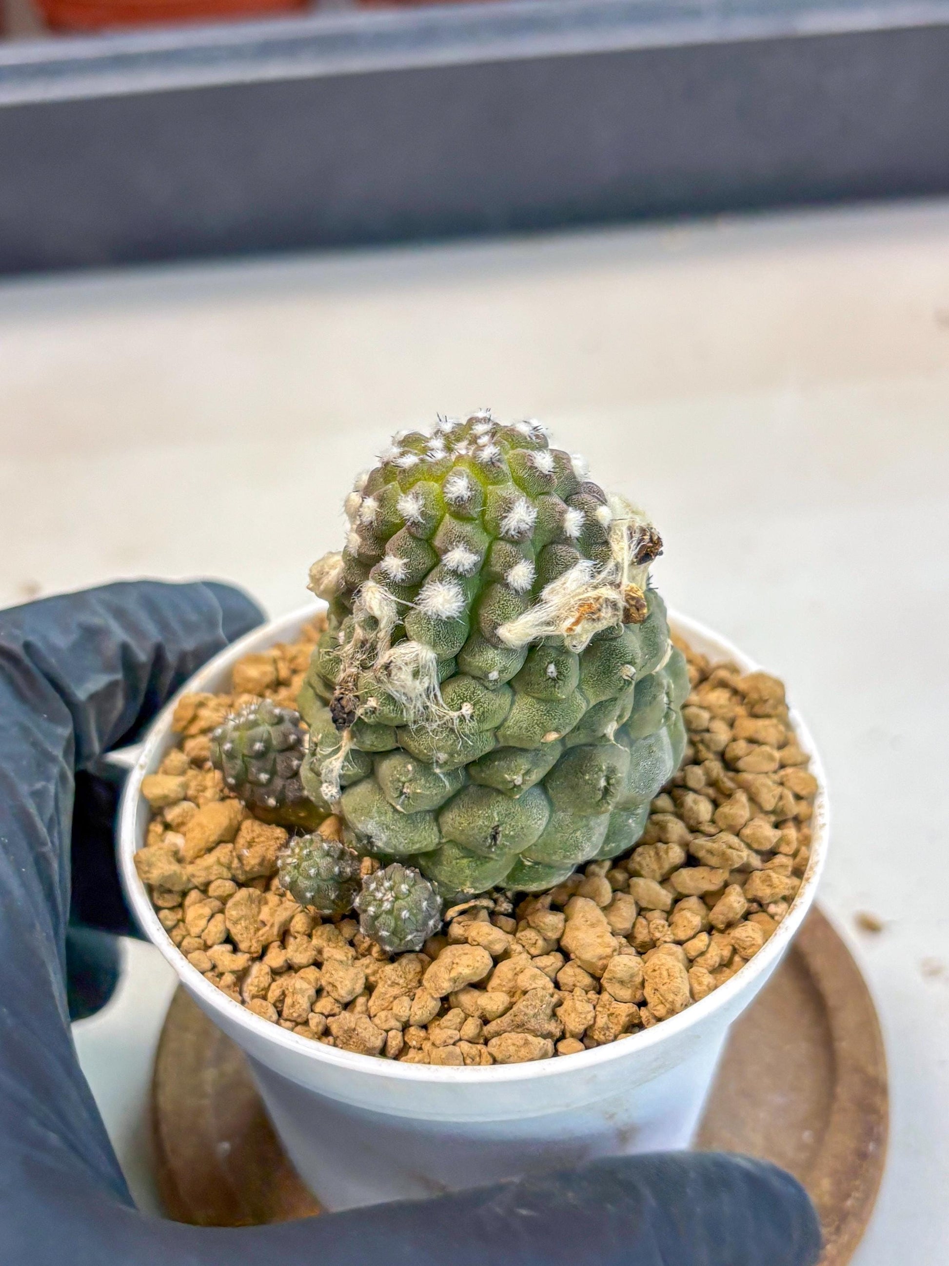 Copiapoa hypogaea (Yellow) | Fully Rooted | Rare imported Cactus
