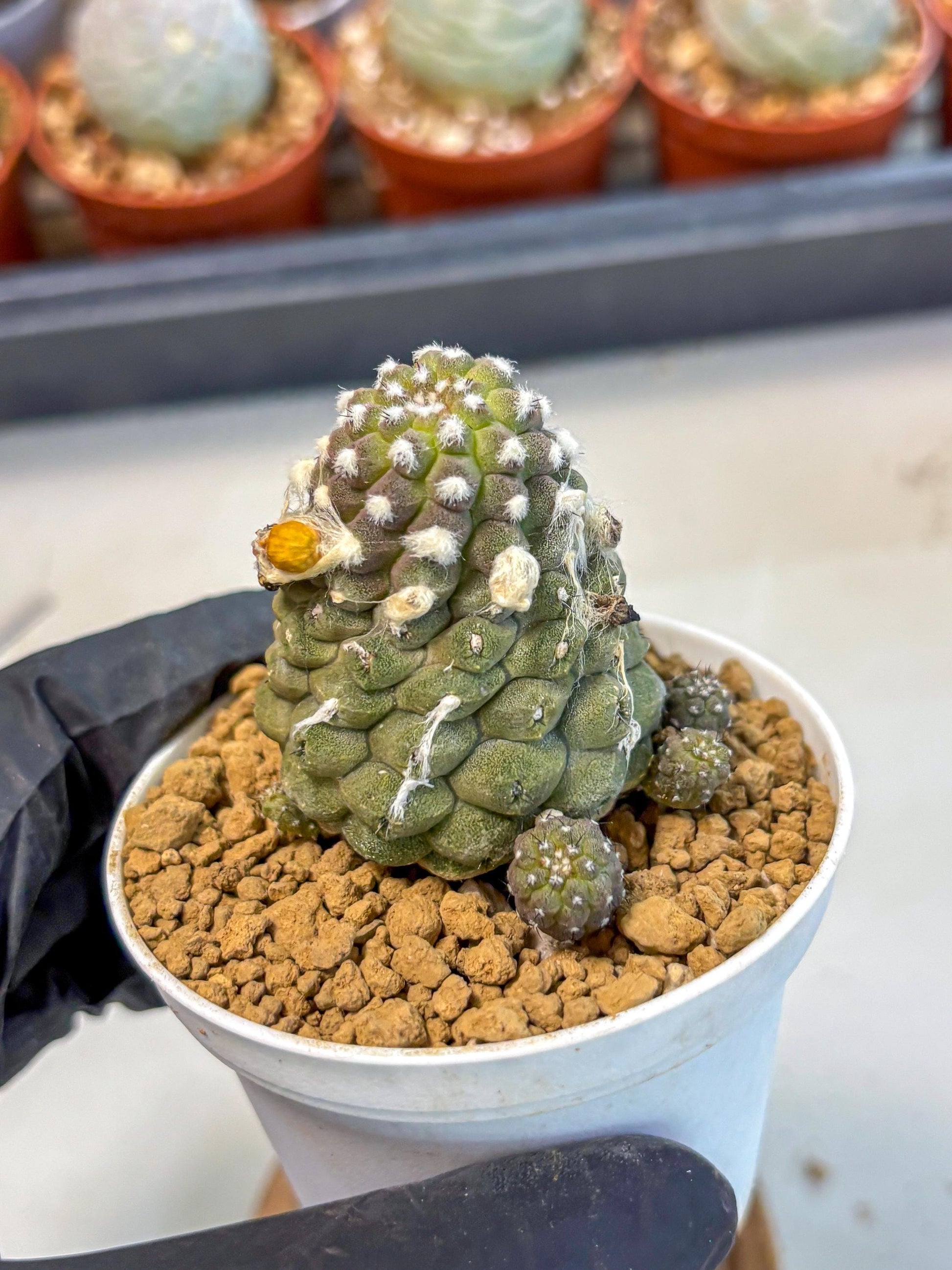 Copiapoa hypogaea (Yellow) | Fully Rooted | Rare imported Cactus