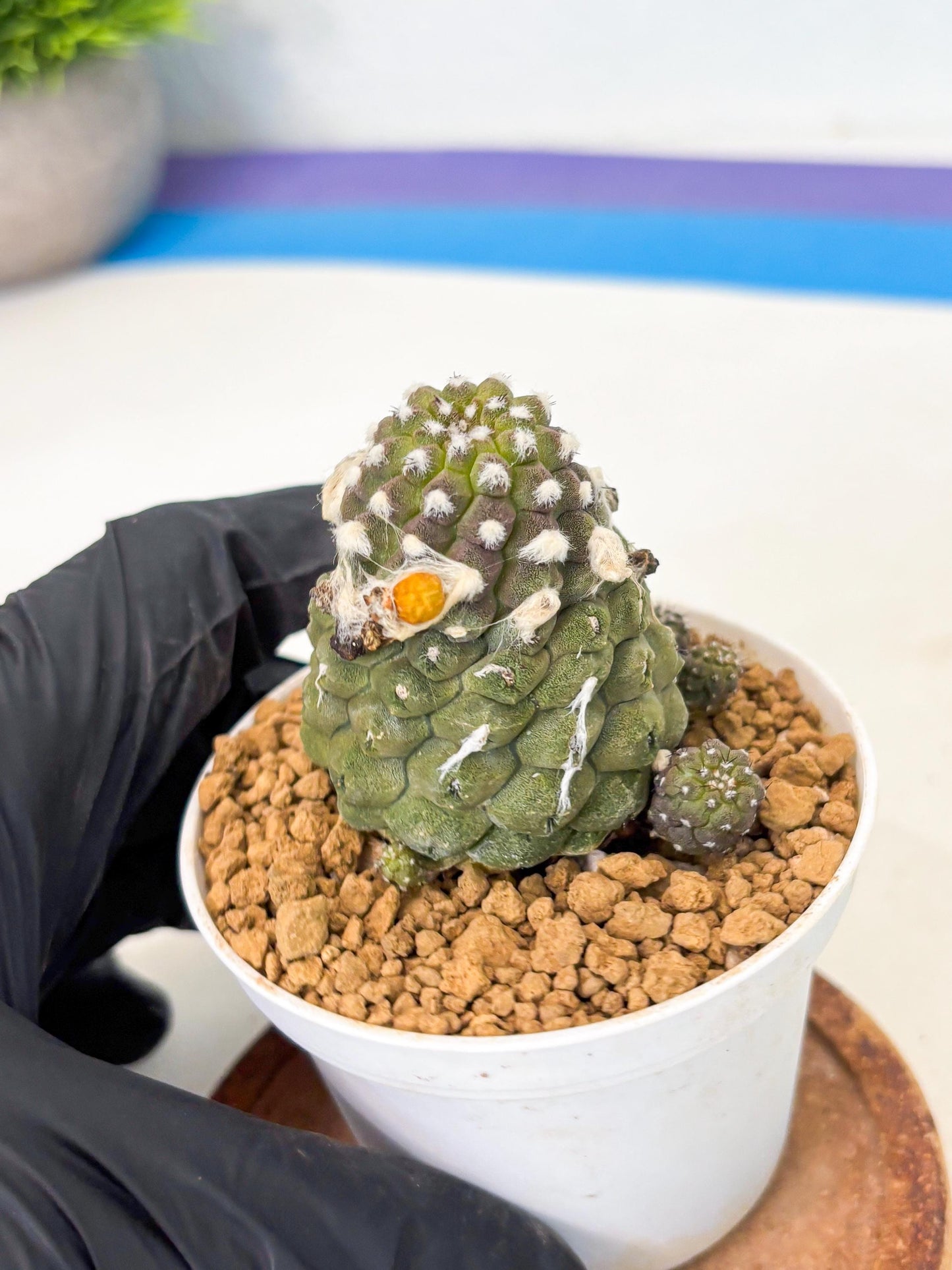 Copiapoa hypogaea (Yellow) | Fully Rooted | Rare imported Cactus