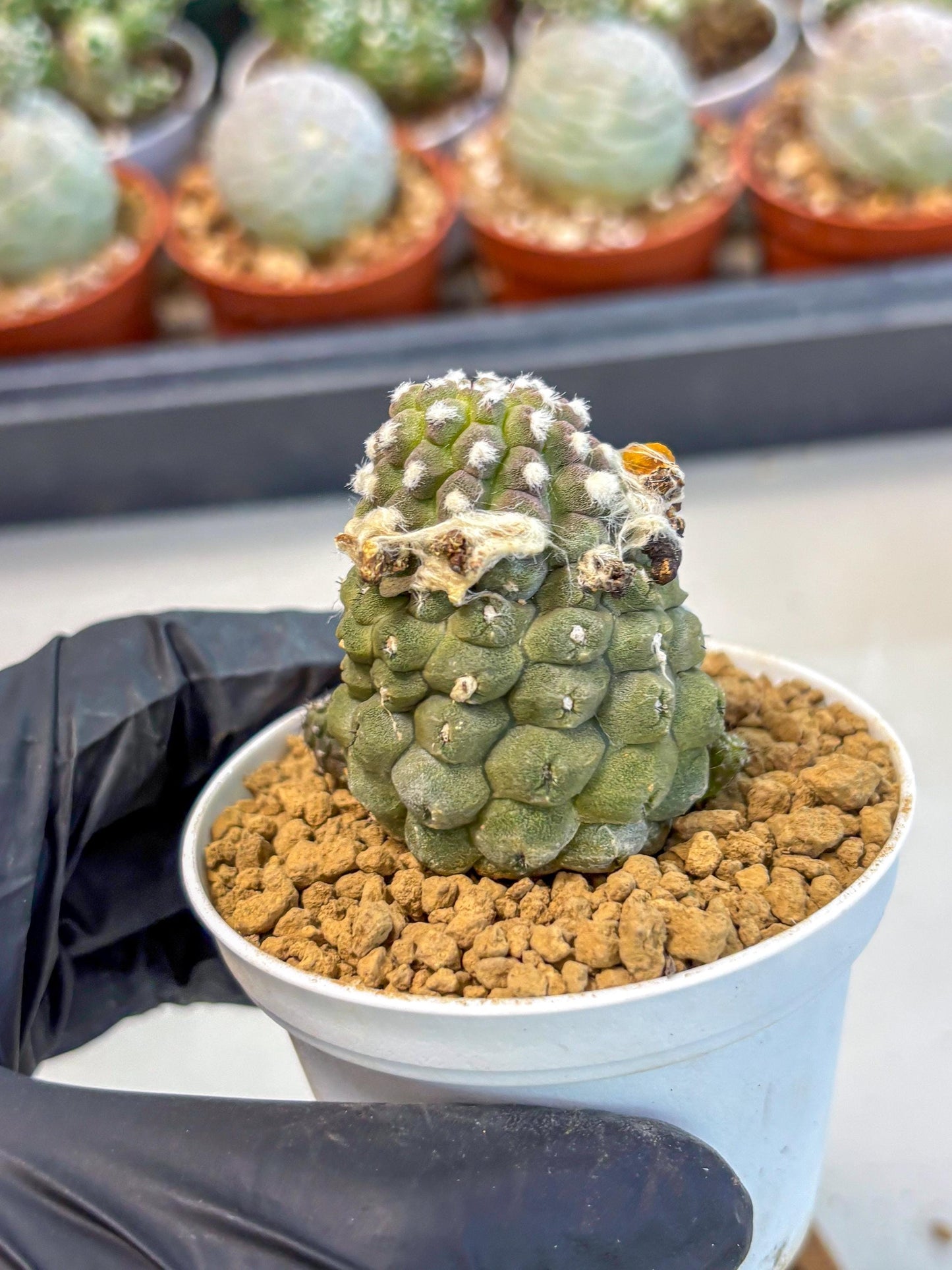 Copiapoa hypogaea (Yellow) | Fully Rooted | Rare imported Cactus