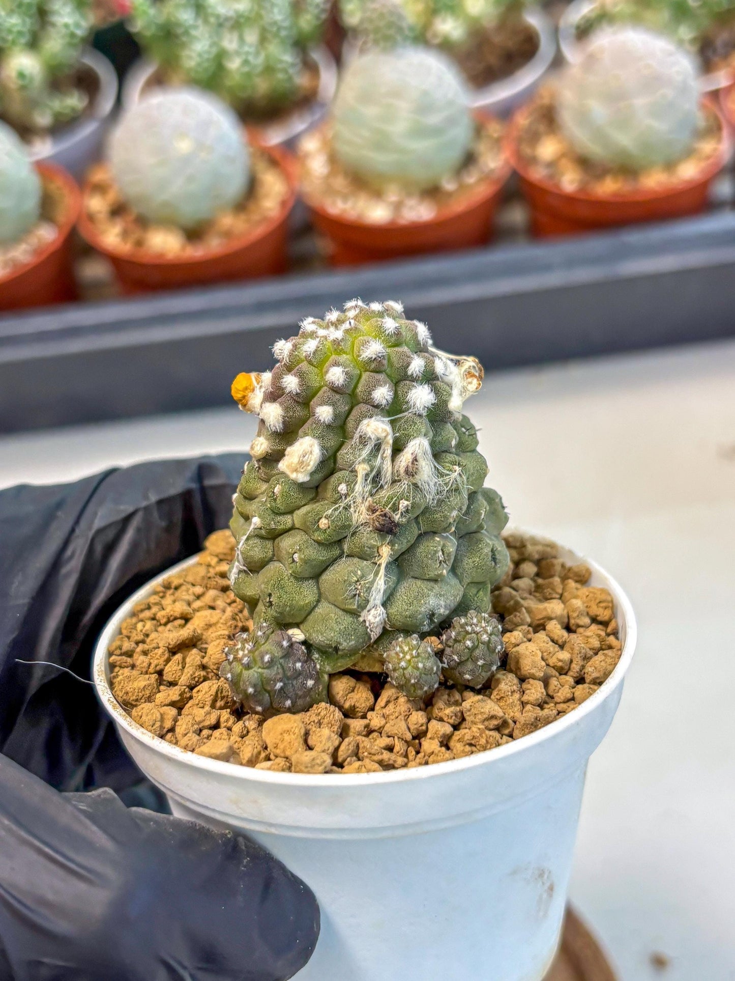 Copiapoa hypogaea (Yellow) | Fully Rooted | Rare imported Cactus