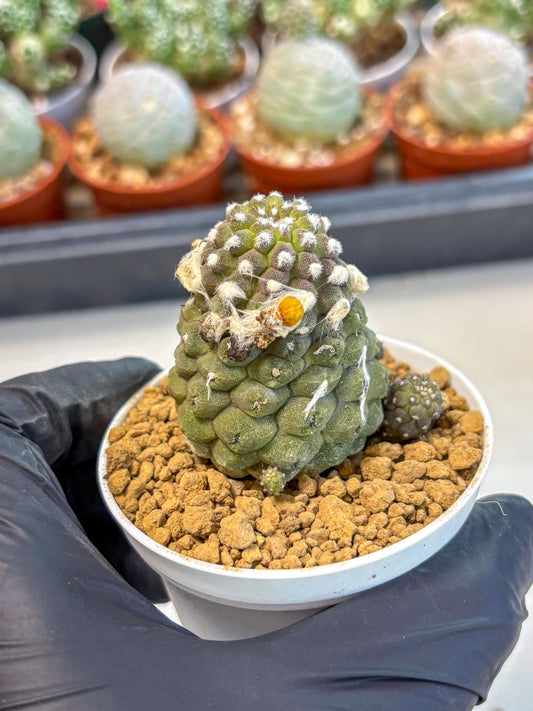 Copiapoa hypogaea (Yellow) | Fully Rooted | Rare imported Cactus