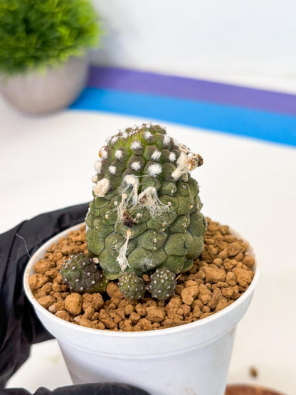 Copiapoa hypogaea (Yellow) | Fully Rooted | Rare imported Cactus