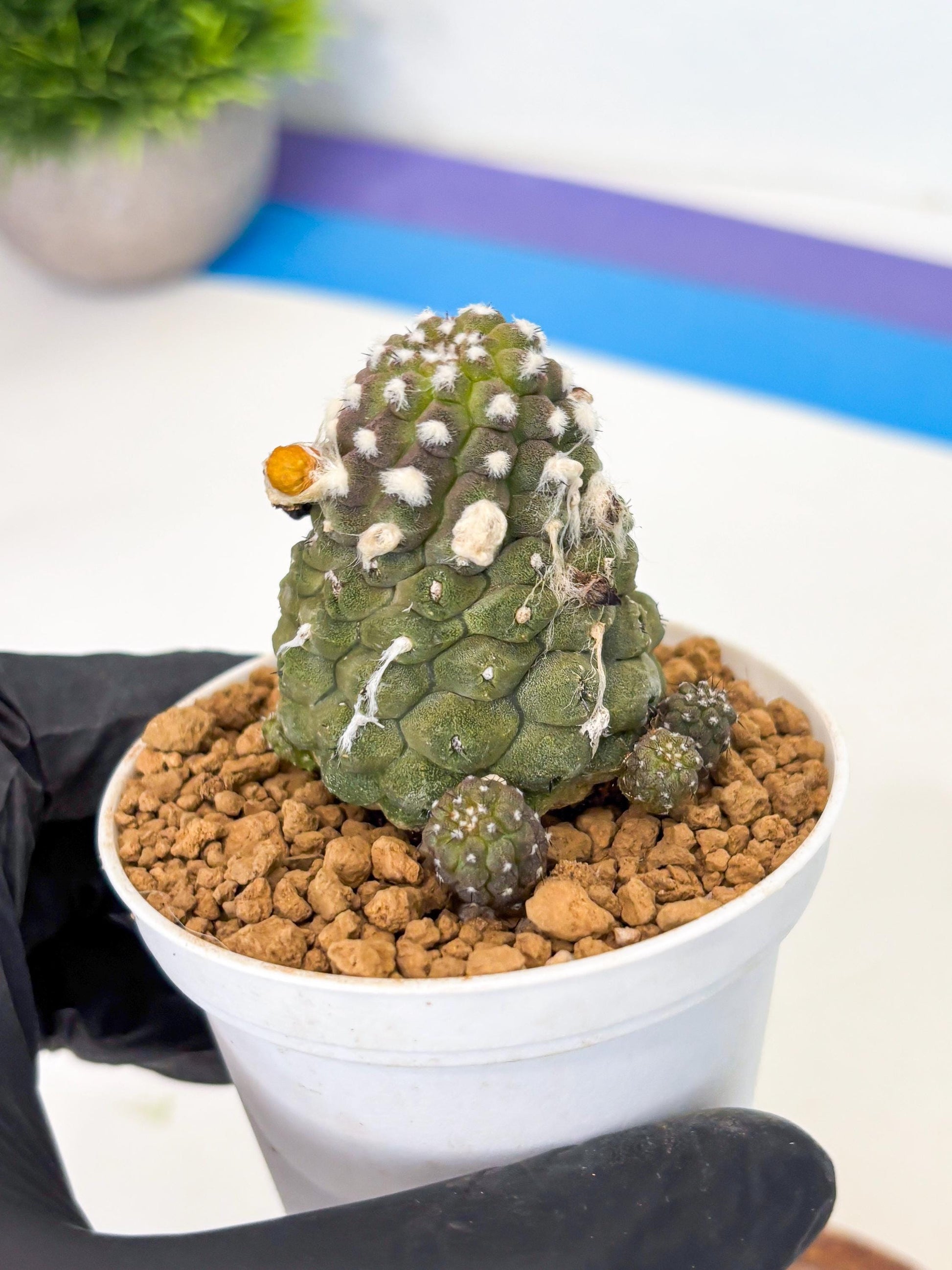 Copiapoa hypogaea (Yellow) | Fully Rooted | Rare imported Cactus
