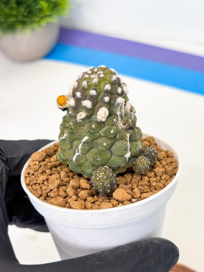 Copiapoa hypogaea (Yellow) | Fully Rooted | Rare imported Cactus