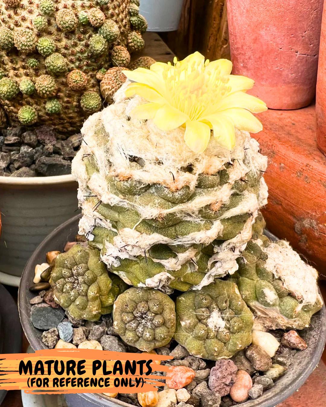 Copiapoa hypogaea (Yellow) | Fully Rooted | Rare imported Cactus