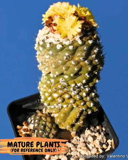 Copiapoa hypogaea (o) | Rare Plant