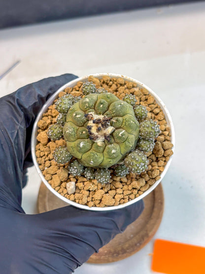 Copiapoa hypogaea (o) | Rare Plant