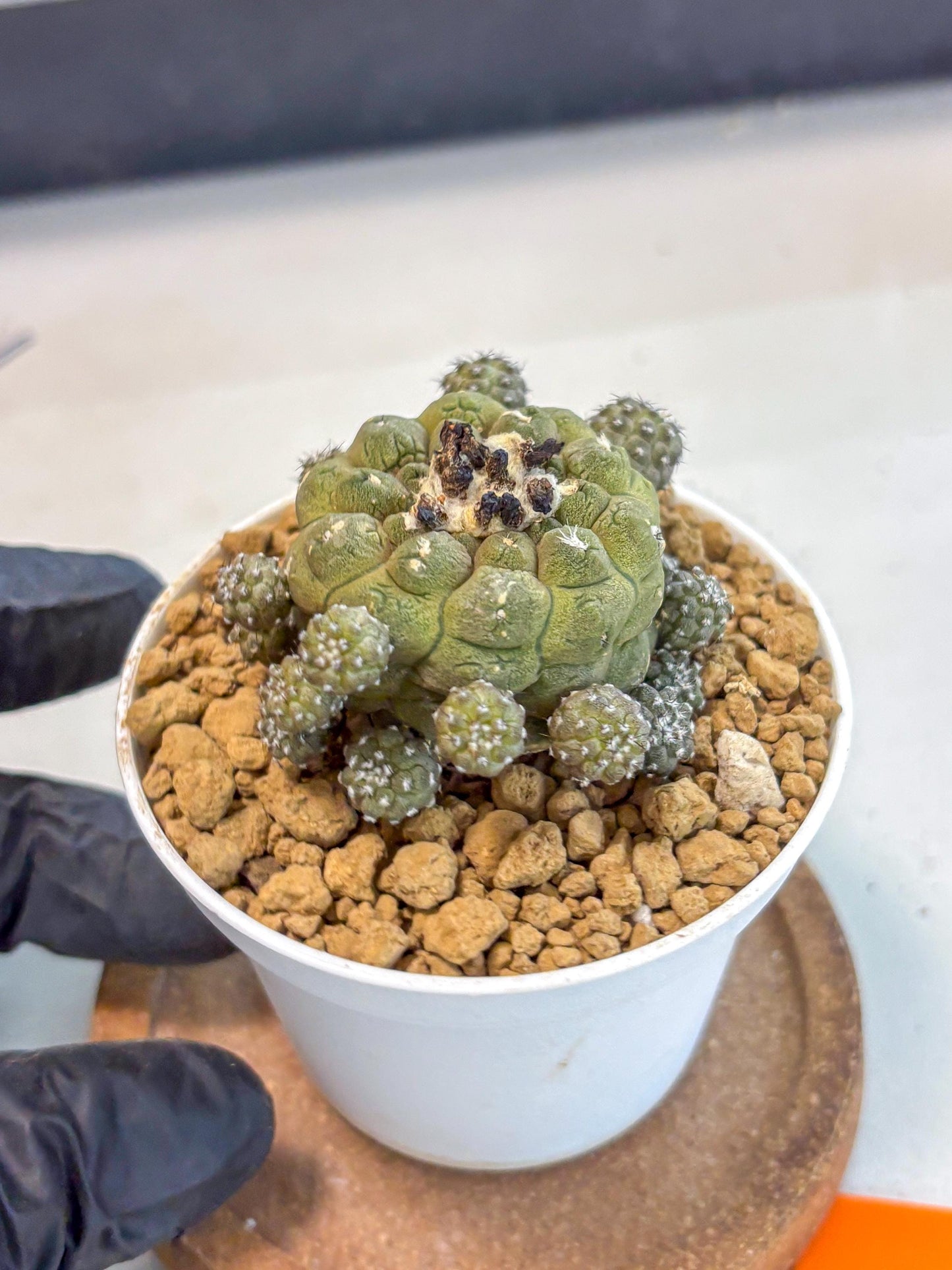 Copiapoa hypogaea (o) | Rare Plant