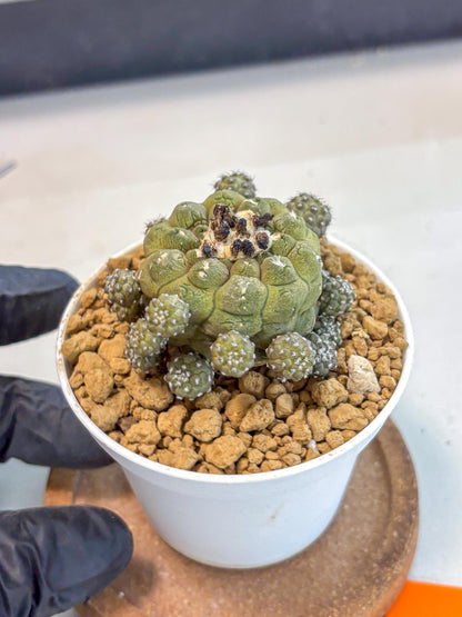 Copiapoa hypogaea (o) | Rare Plant