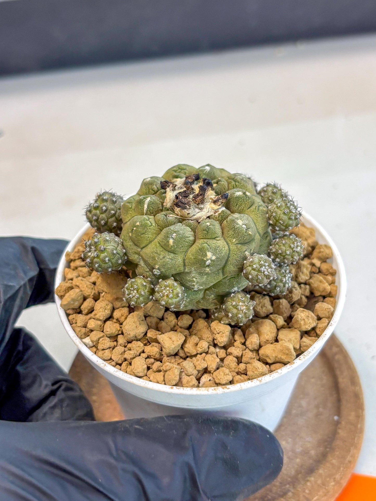 Copiapoa hypogaea (o) | Rare Plant