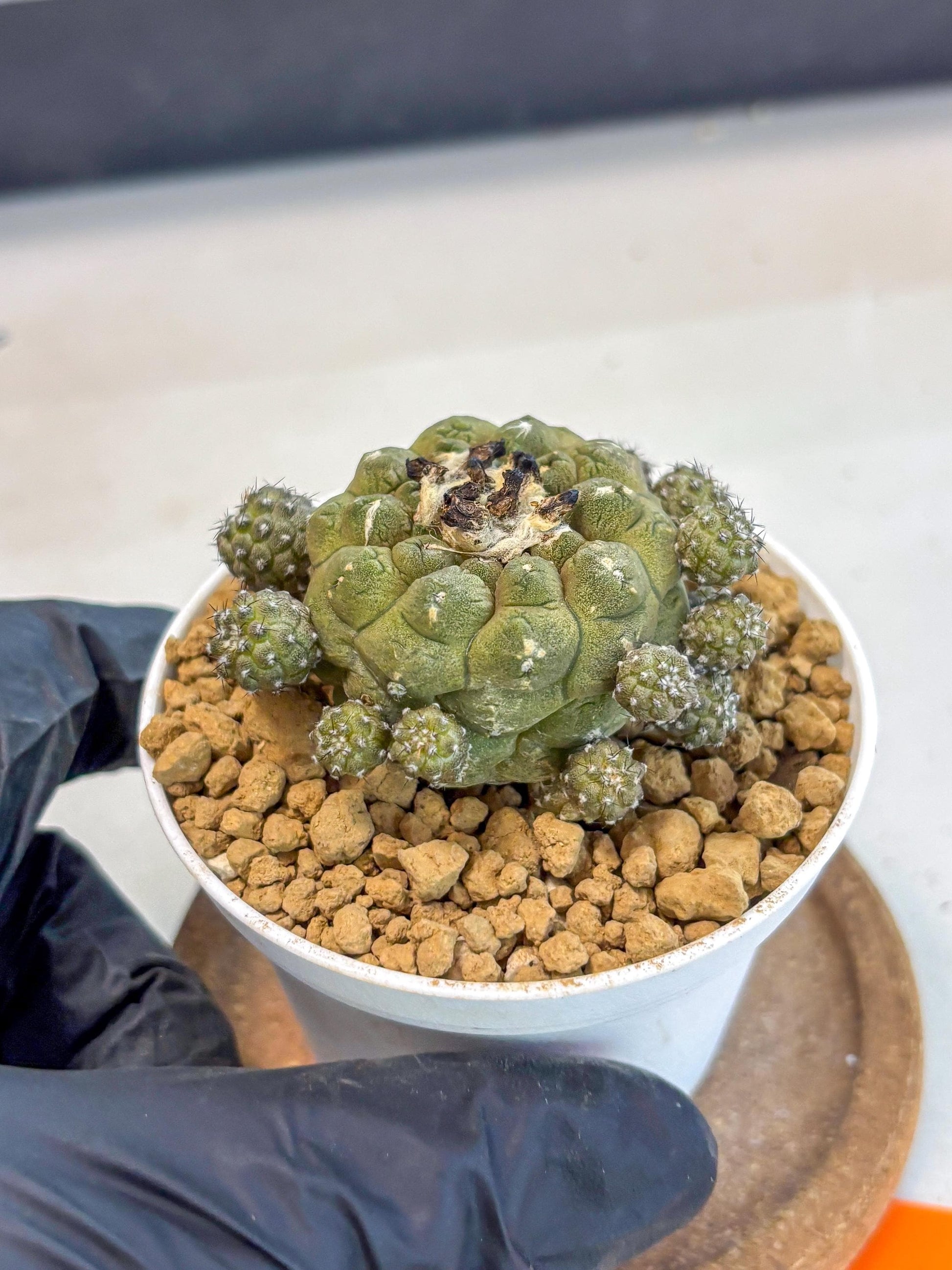 Copiapoa hypogaea (o) | Rare Plant