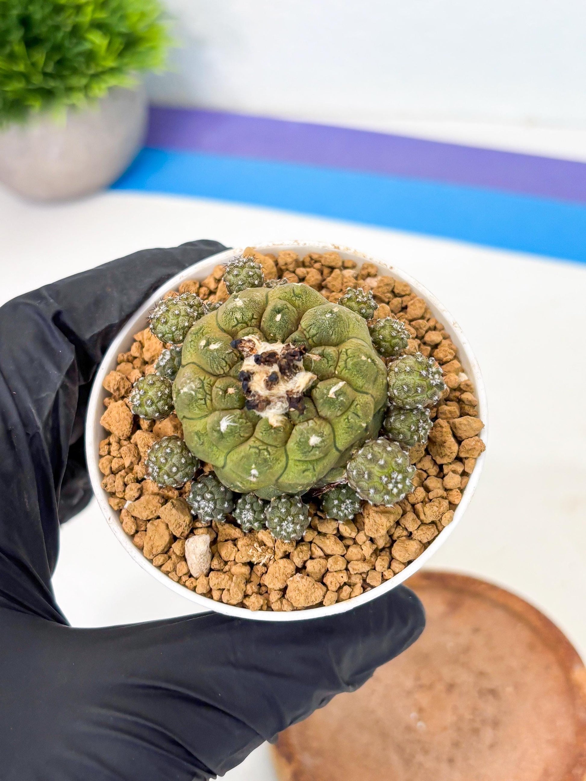 Copiapoa hypogaea (o) | Rare Plant