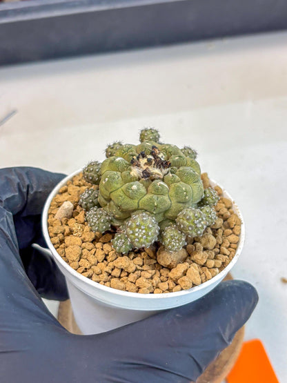 Copiapoa hypogaea (o) | Rare Plant