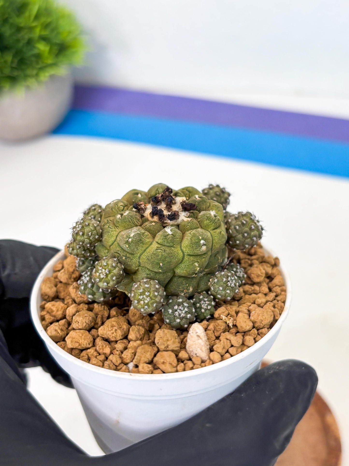 Copiapoa hypogaea (o) | Rare Plant