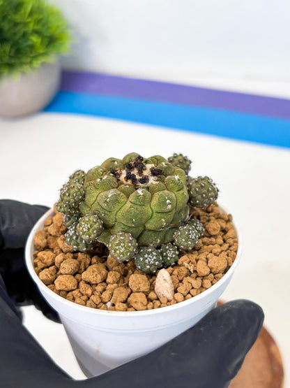 Copiapoa hypogaea (o) | Rare Plant