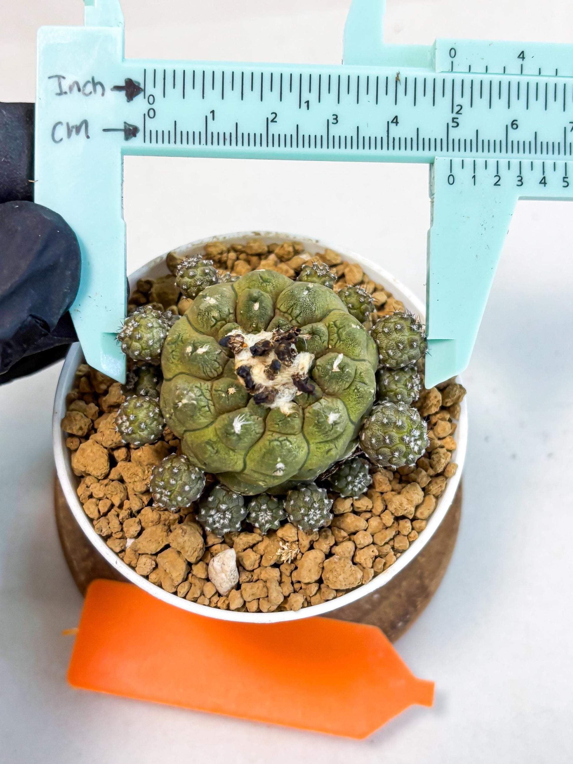 Copiapoa hypogaea (o) | Rare Plant