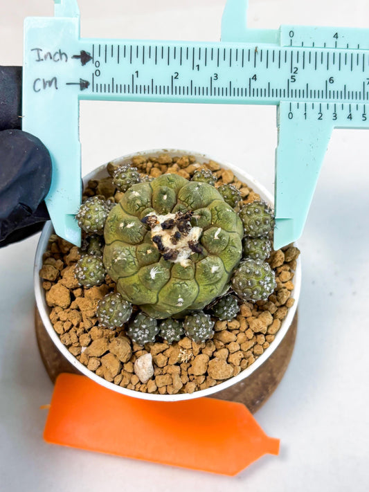 Copiapoa hypogaea (o) | Rare Plant
