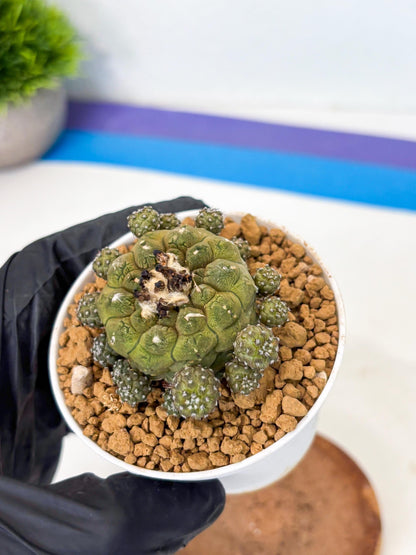 Copiapoa hypogaea (o) | Rare Plant