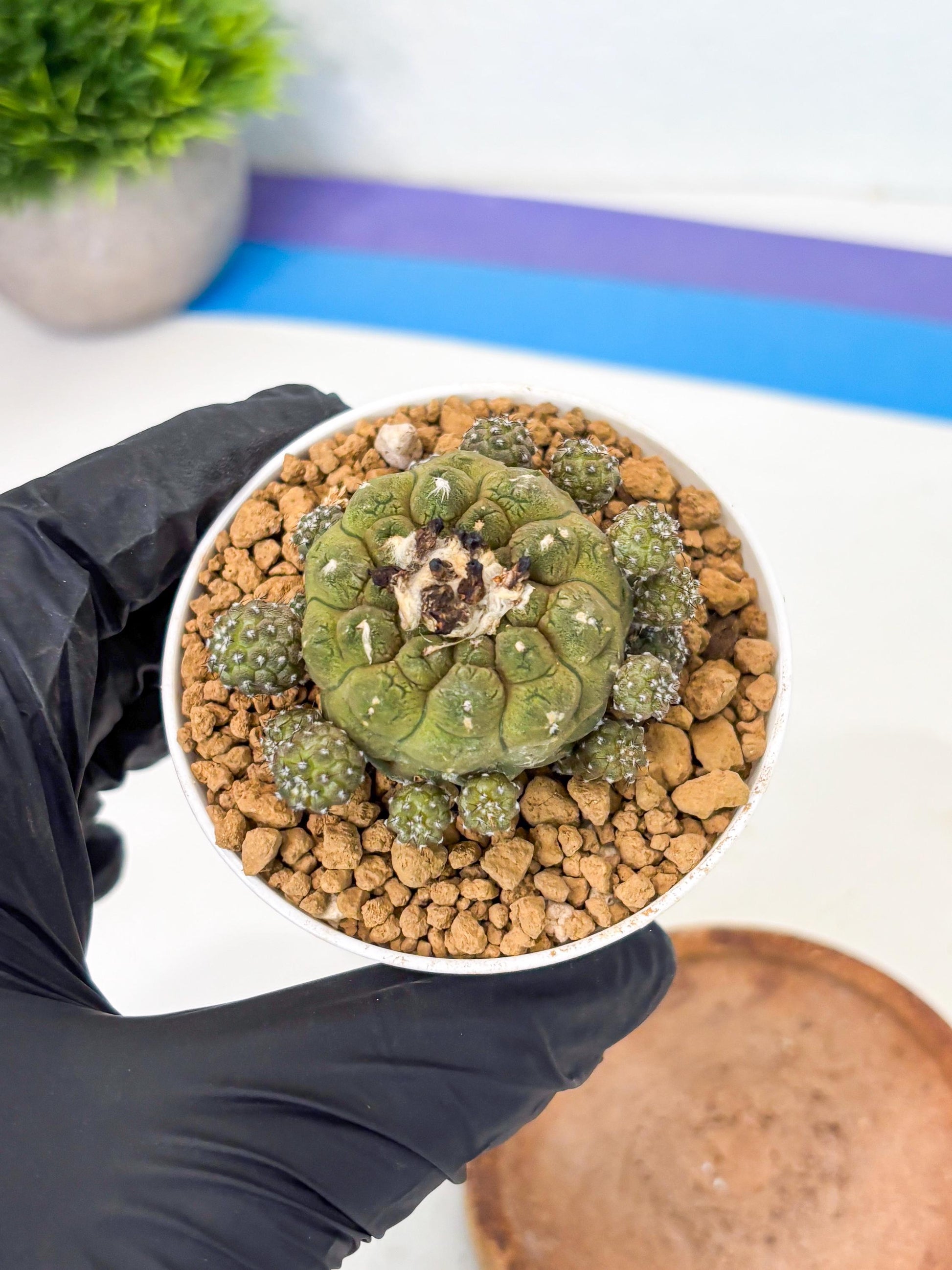 Copiapoa hypogaea (o) | Rare Plant