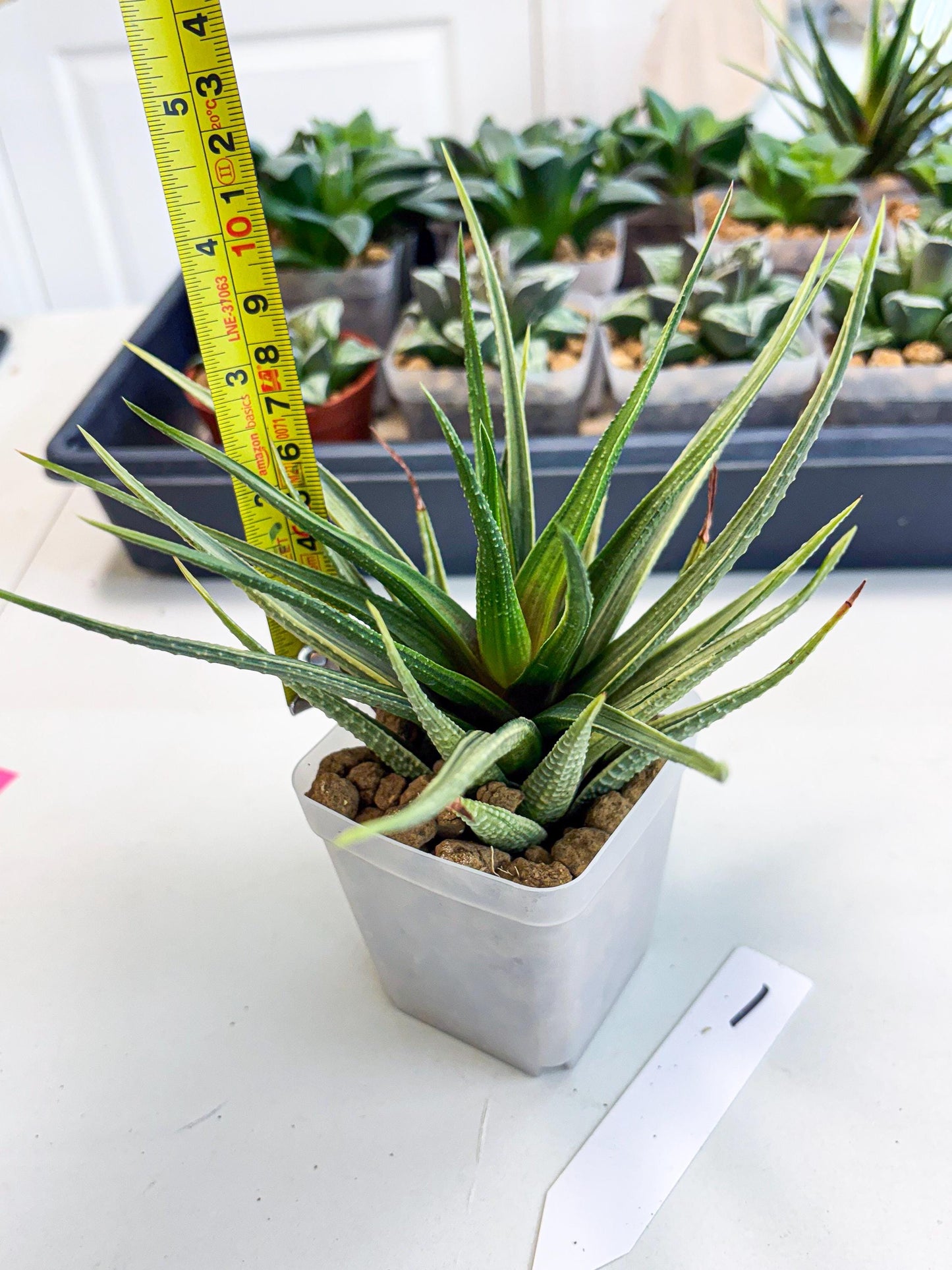 Haworthia Aura (wa2) (p1) | Rare Succulent