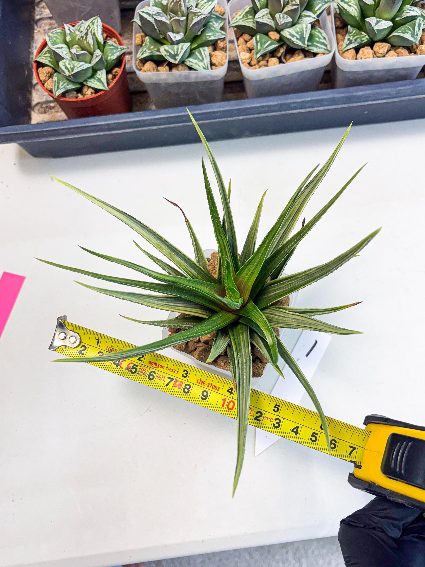 Haworthia Aura (wa2) (p1) | Rare Succulent