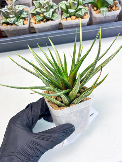 Haworthia Aura (wa2) (p1) | Rare Succulent
