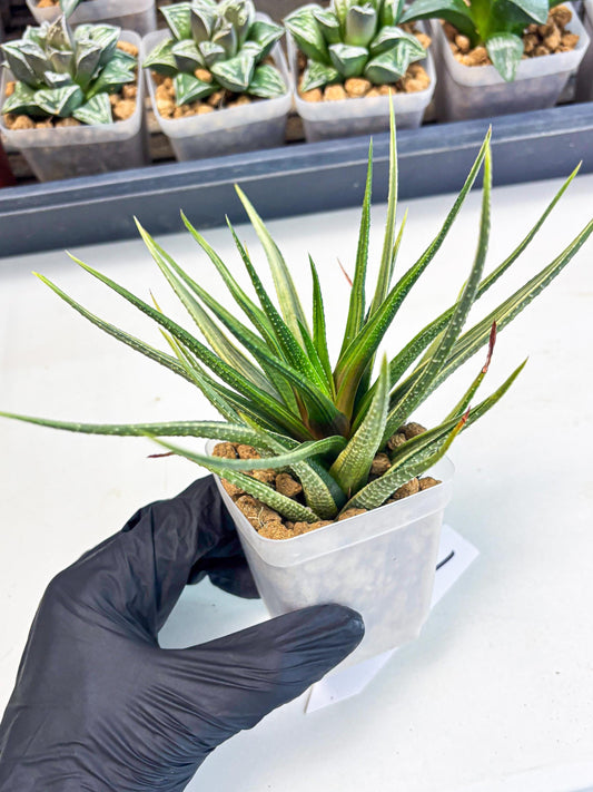 Haworthia Aura (wa2) (p1) | Rare Succulent