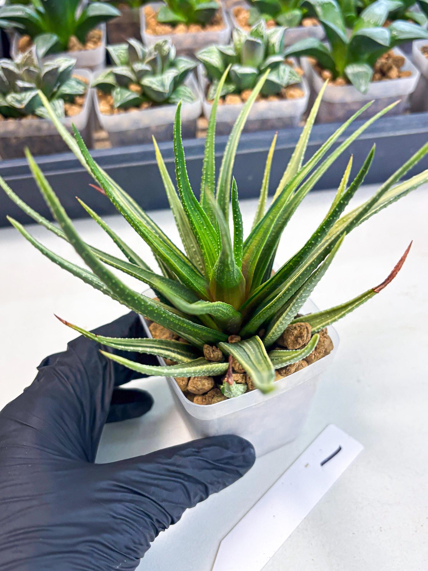 Haworthia Aura (wa2) (p1) | Rare Succulent