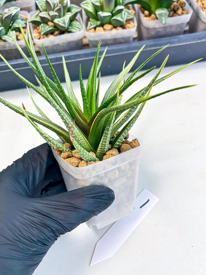 Haworthia Aura (wa2) (p1) | Rare Succulent