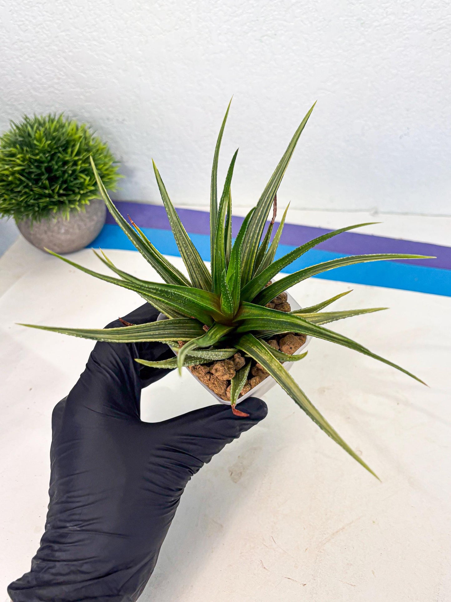 Haworthia Aura (wa2) (p1) | Rare Succulent