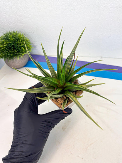 Haworthia Aura (wa2) (p1) | Rare Succulent
