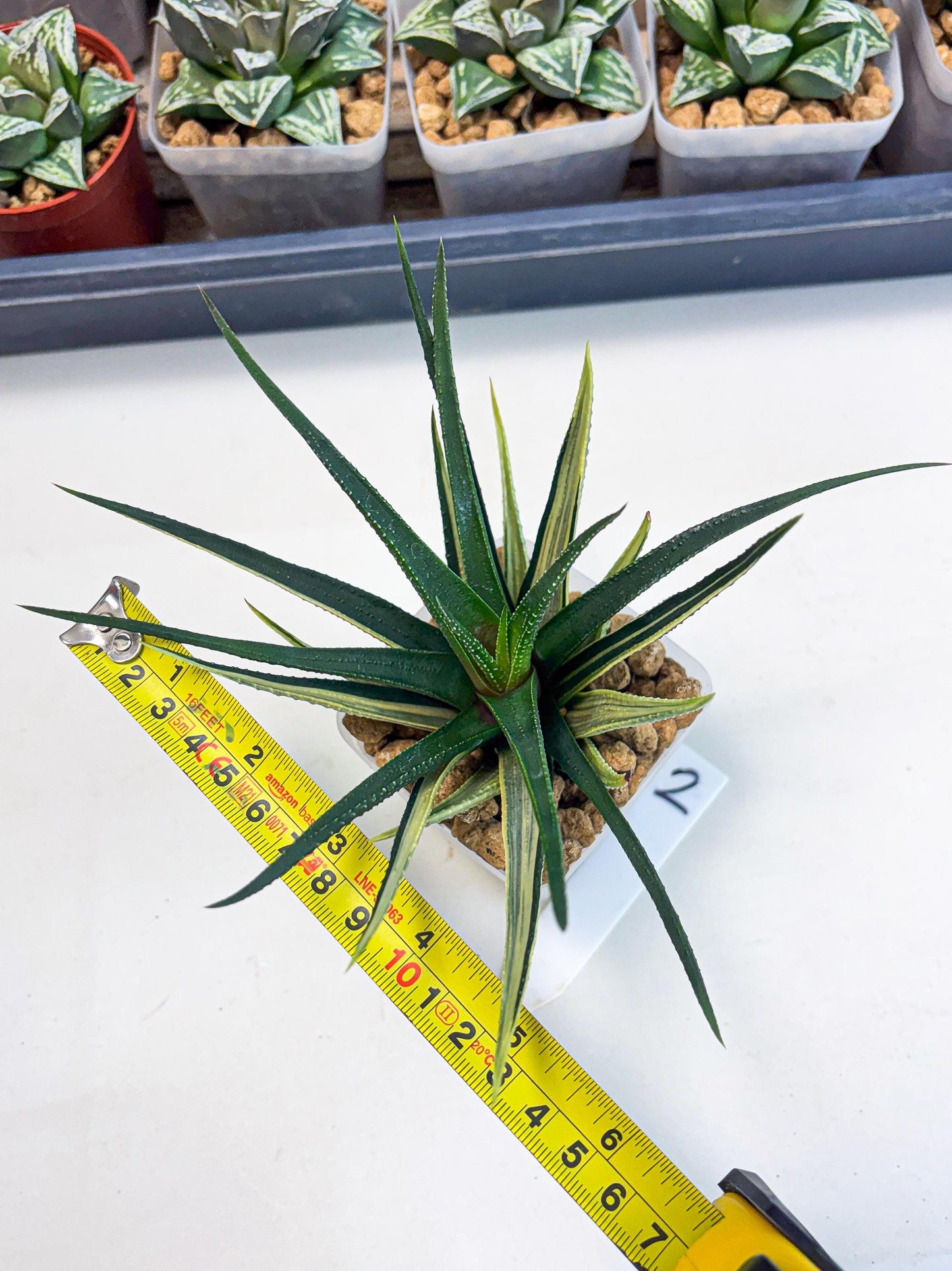 Haworthia Aura (wa2) (p2) | Rare Succulent