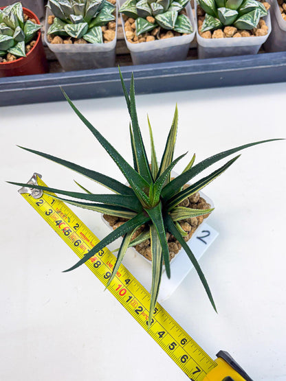 Haworthia Aura (wa2) (p2) | Rare Succulent