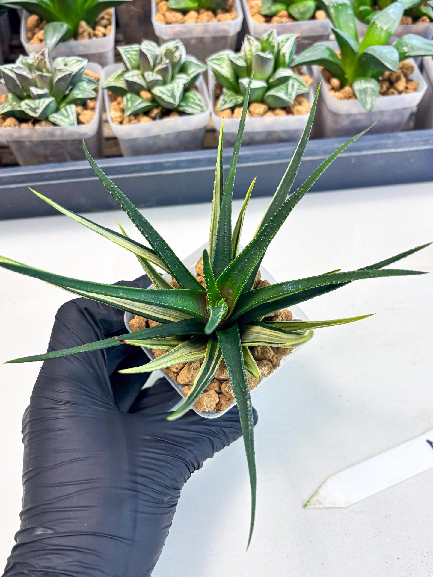 Haworthia Aura (wa2) (p2) | Rare Succulent