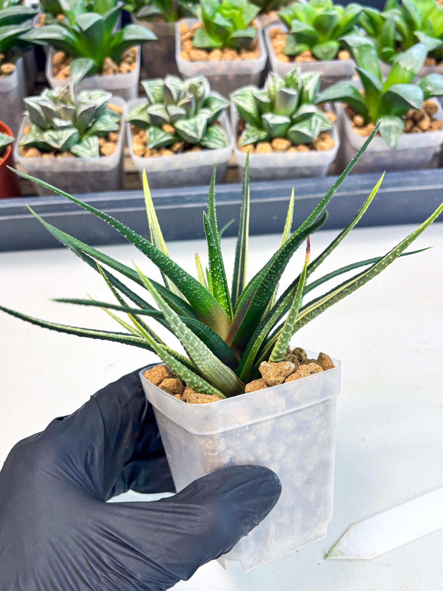 Haworthia Aura (wa2) (p2) | Rare Succulent