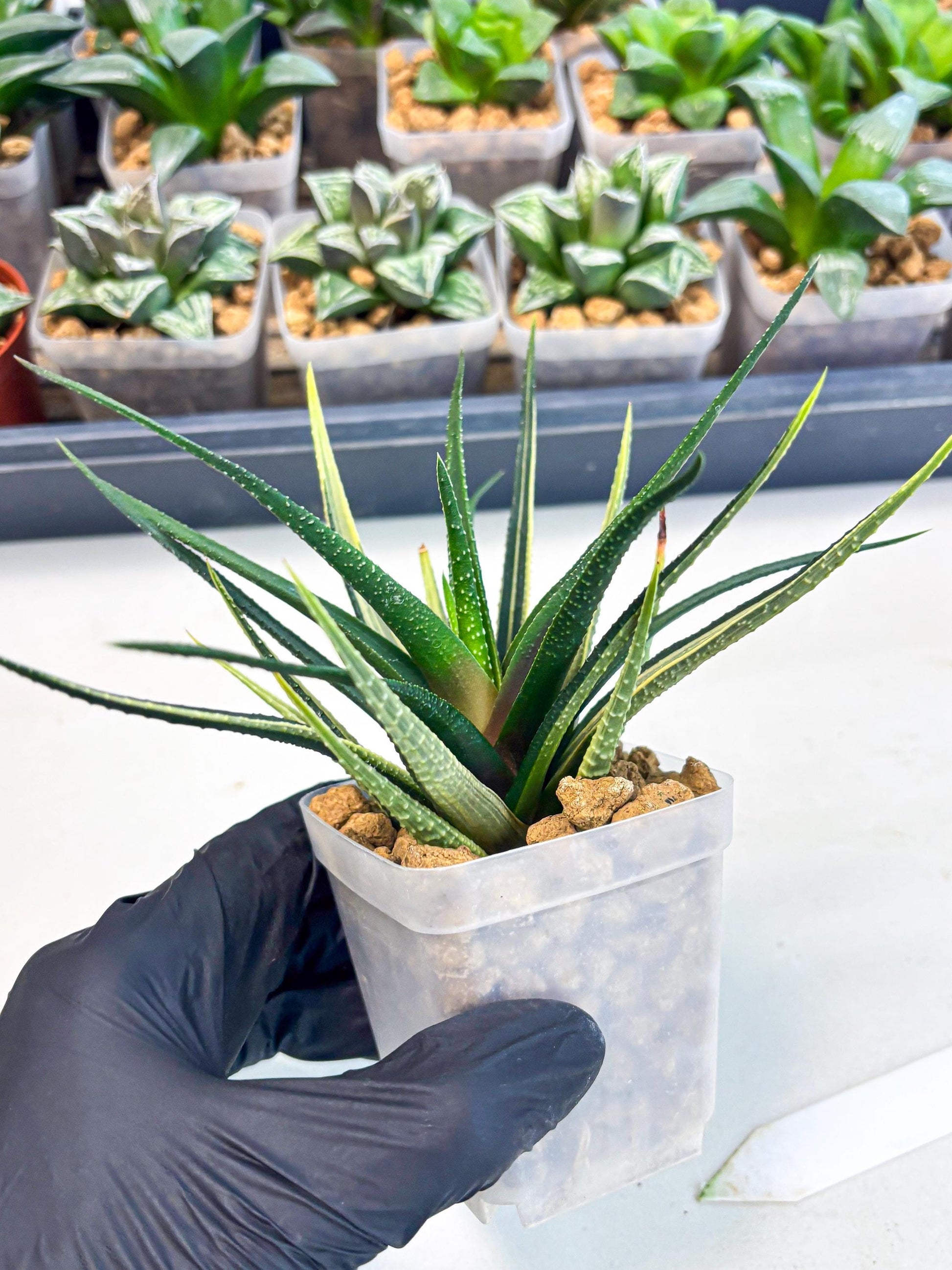 Haworthia Aura (wa2) (p2) | Rare Succulent