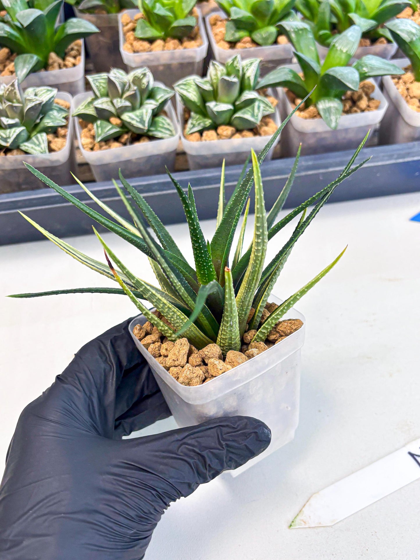 Haworthia Aura (wa2) (p2) | Rare Succulent