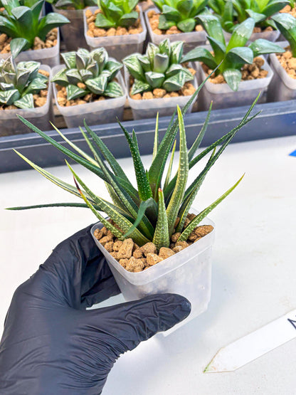 Haworthia Aura (wa2) (p2) | Rare Succulent