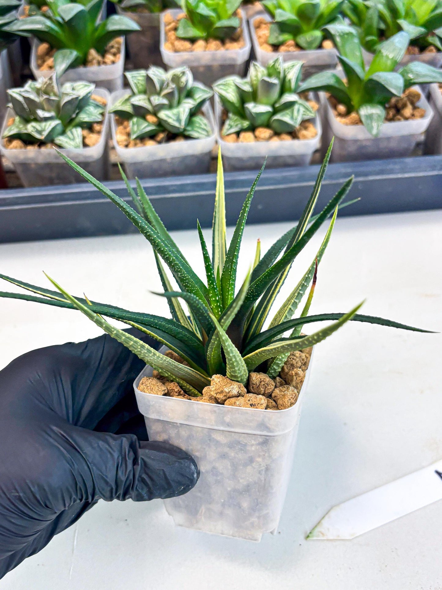 Haworthia Aura (wa2) (p2) | Rare Succulent