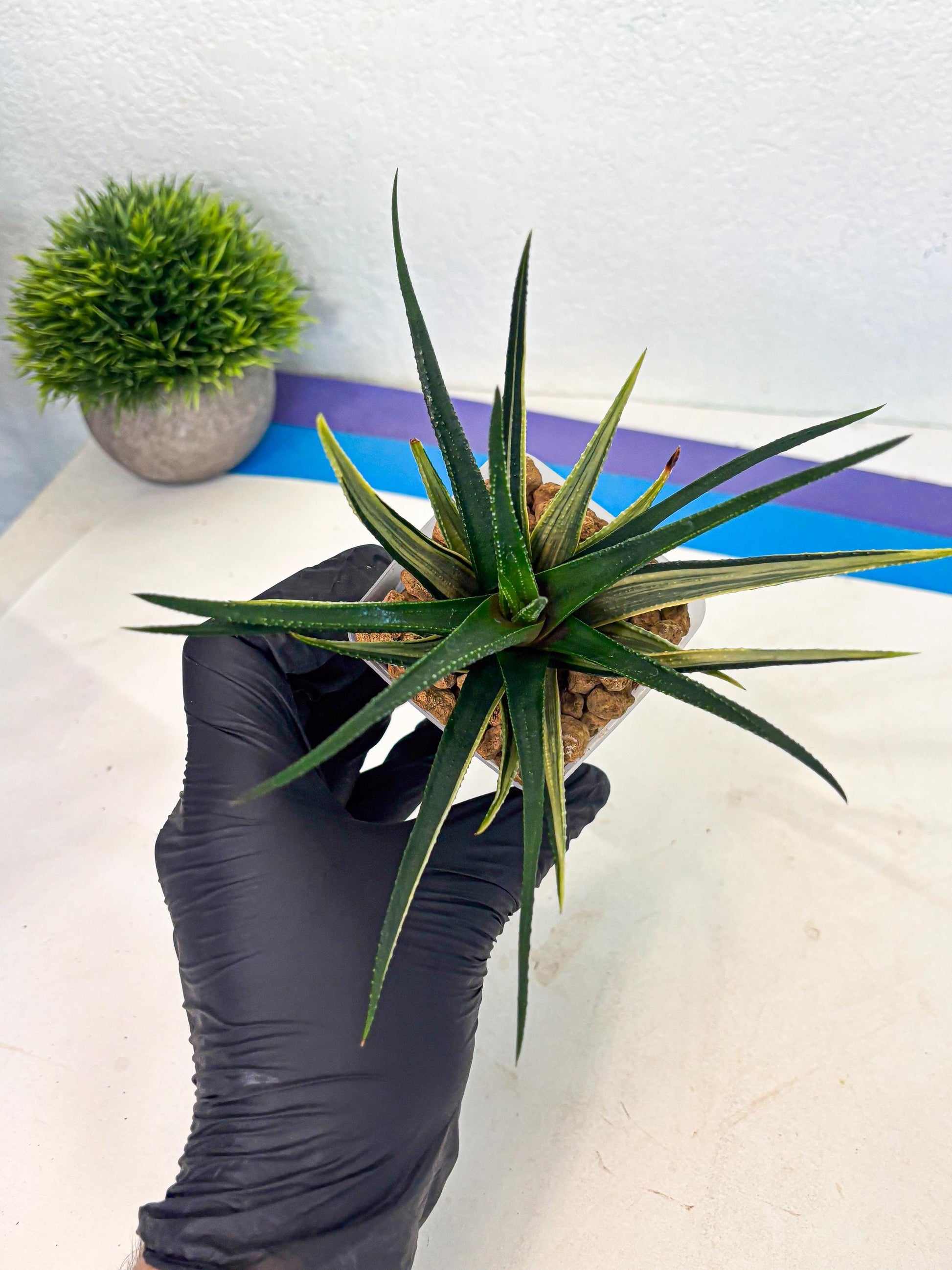 Haworthia Aura (wa2) (p2) | Rare Succulent