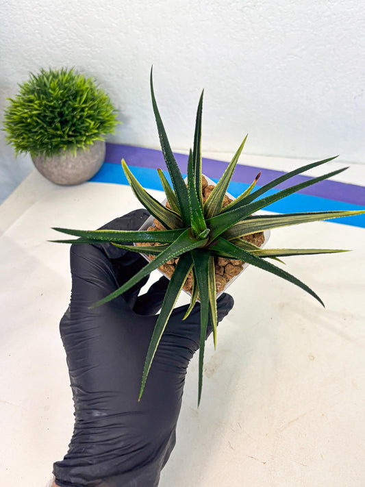 Haworthia Aura (wa2) (p2) | Rare Succulent