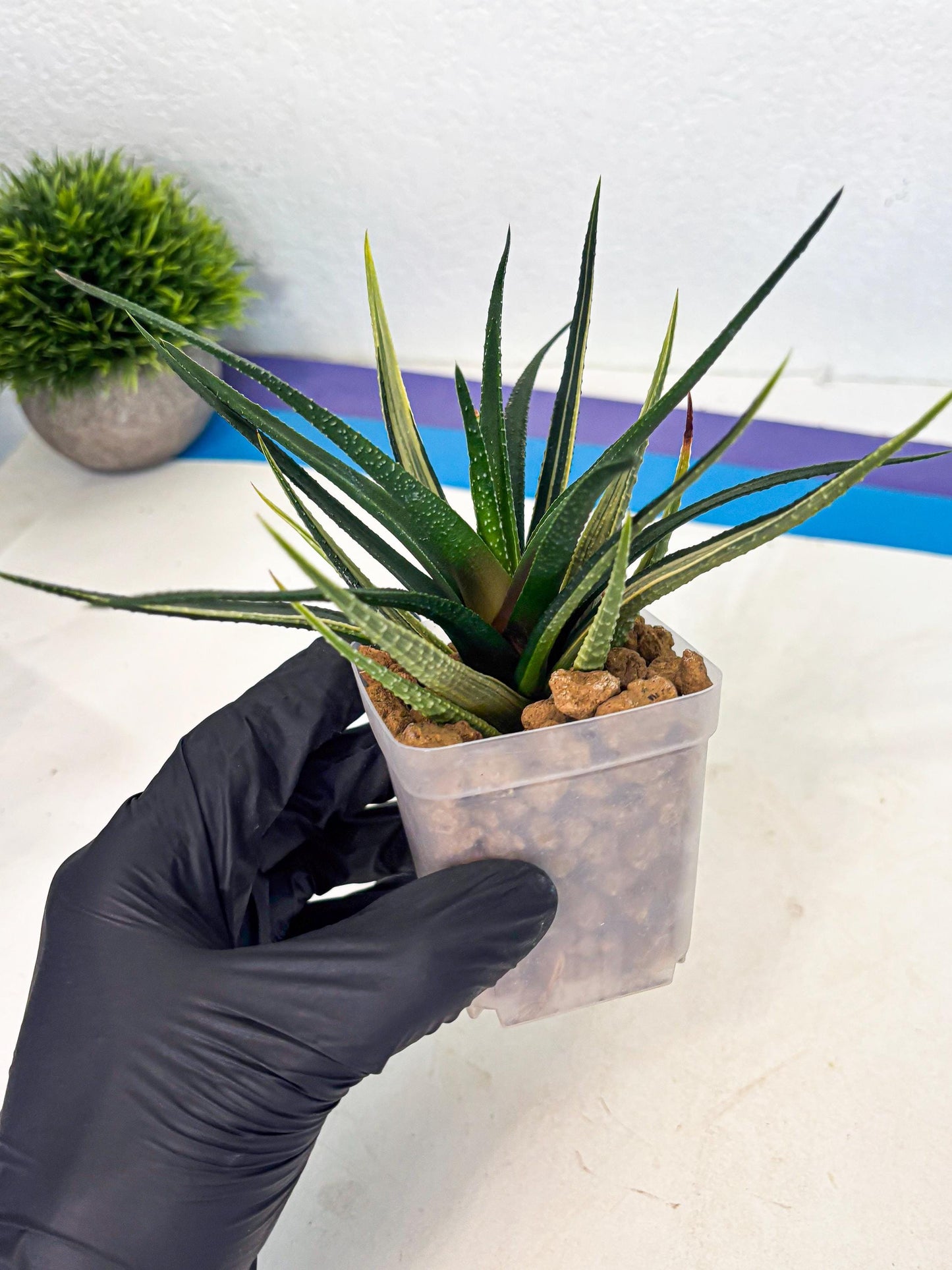 Haworthia Aura (wa2) (p2) | Rare Succulent