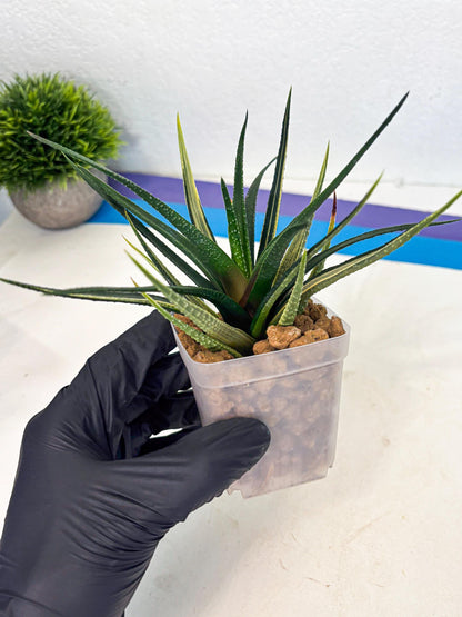 Haworthia Aura (wa2) (p2) | Rare Succulent
