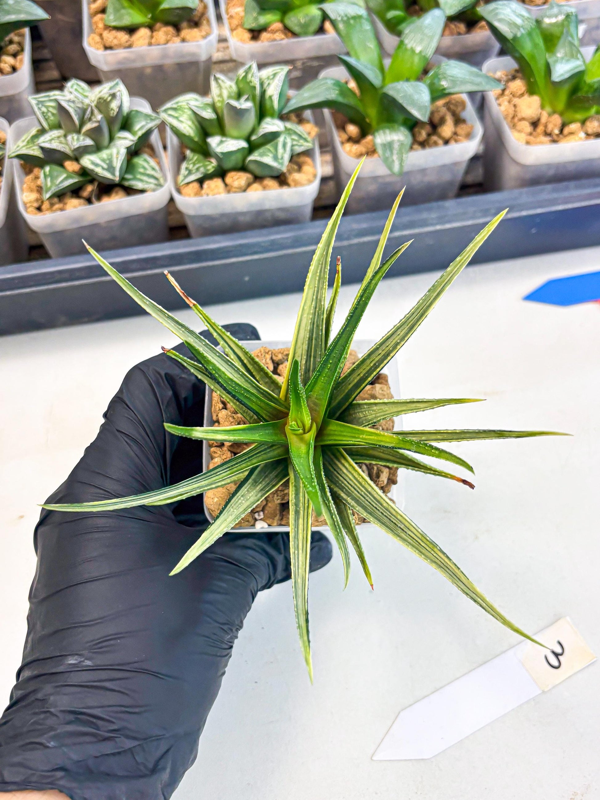Haworthia Aura (wa2) (p3) | Rare Succulent