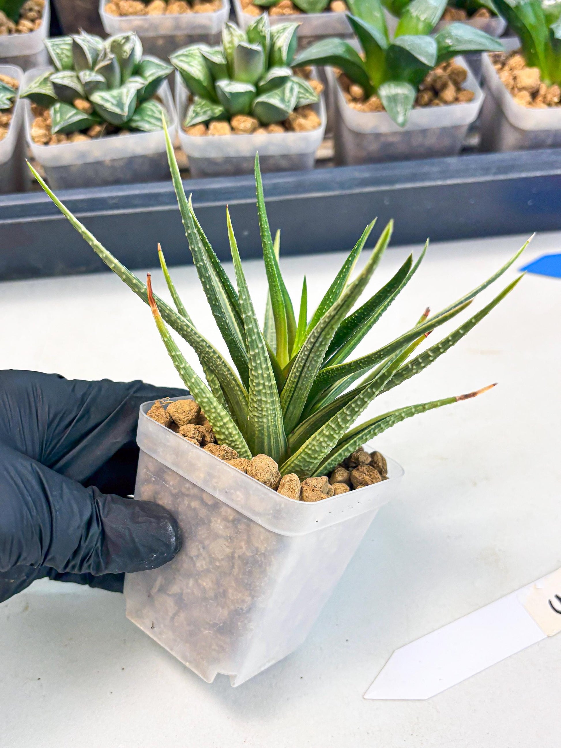 Haworthia Aura (wa2) (p3) | Rare Succulent
