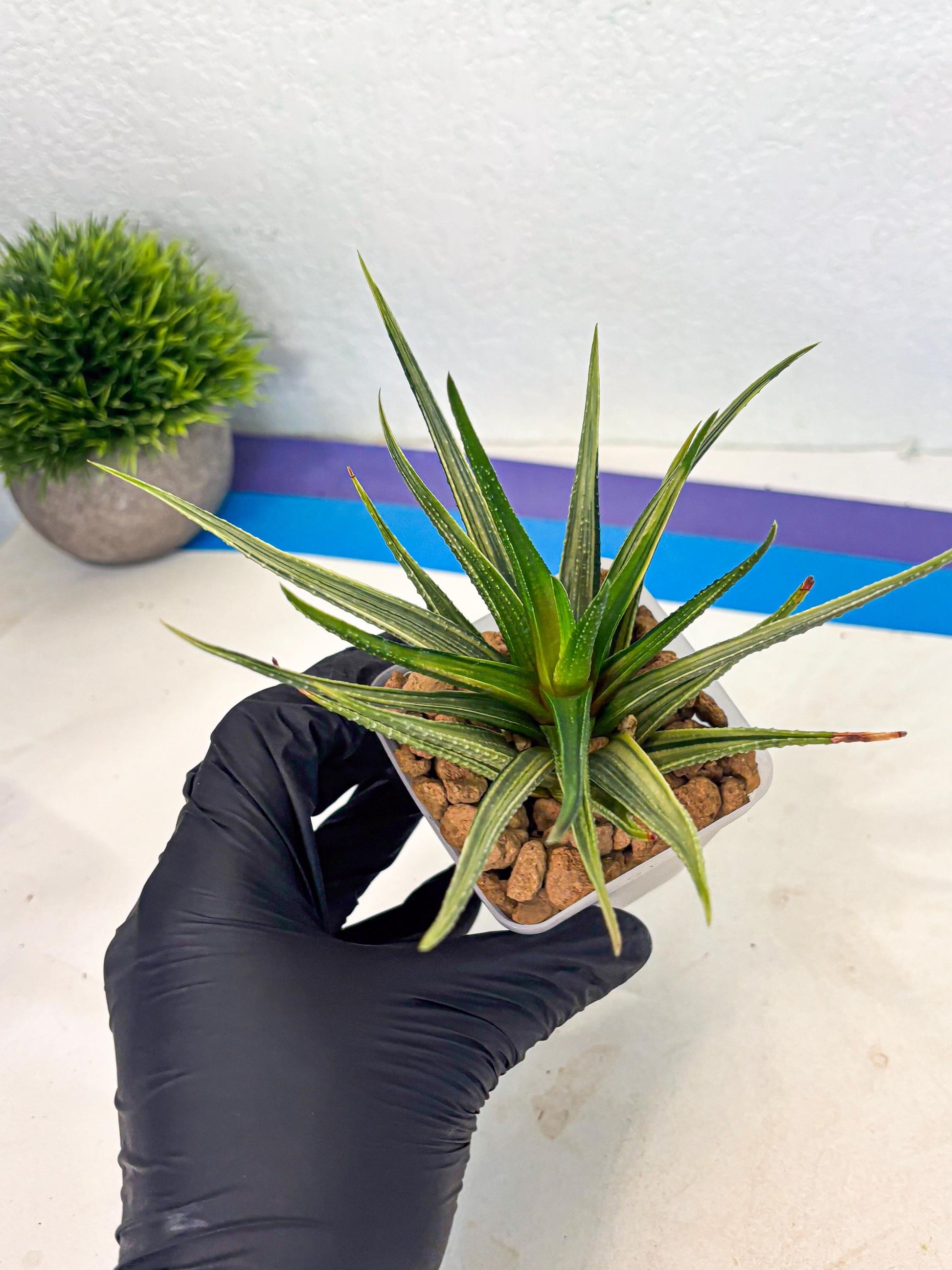Haworthia Aura (wa2) (p3) | Rare Succulent